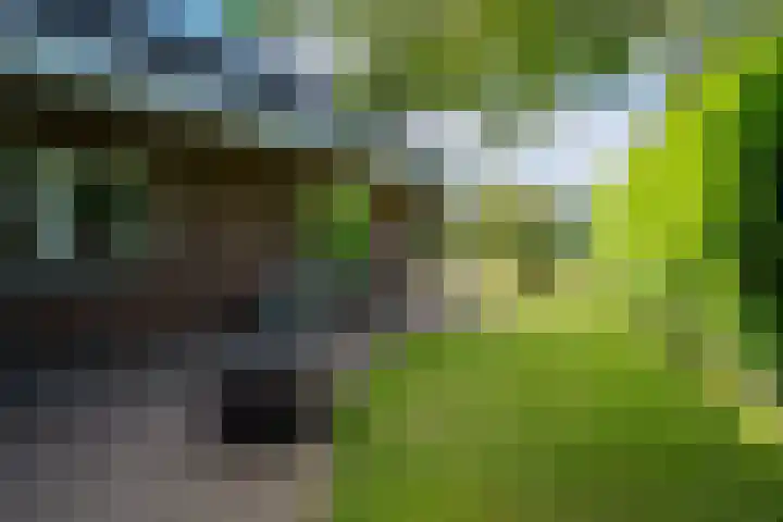 Zwarthalszwaan 7 Wildervank thumbnail 44