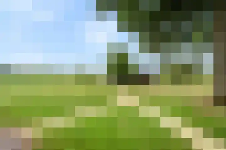Zwartschaap 31 Stuifzand thumbnail 33