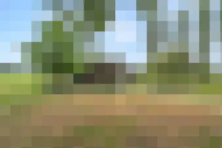 Zwartschaap 31 Stuifzand thumbnail 34