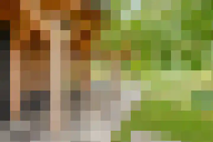 Zwartschaap 31 Stuifzand thumbnail 39