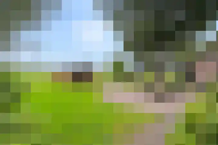 Zwartschaap 31 Stuifzand thumbnail 41