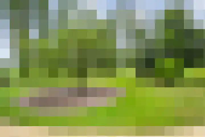 Zwartschaap 31 Stuifzand thumbnail 46