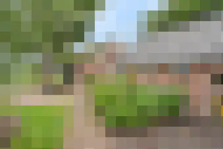 Zwartschaap 31 Stuifzand thumbnail 5