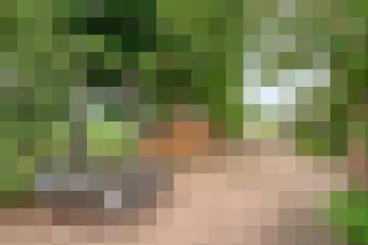 Zwartschaap 31 Stuifzand thumbnail 7