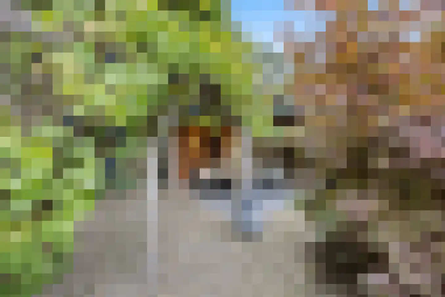 Zweepslag 15 Huissen thumbnail 12