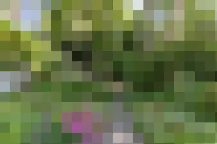 Zweerslaan 15 Bilthoven thumbnail 48