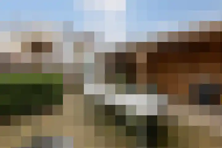 Zwemkrab 14 Bergen op Zoom thumbnail 31