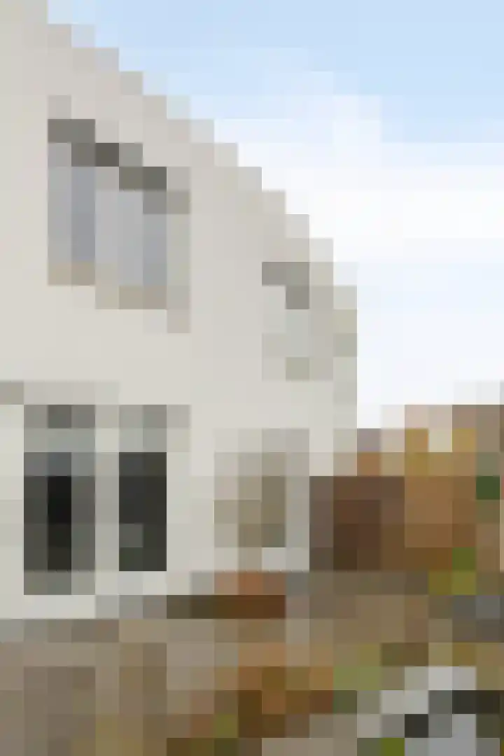 Zwemkrab 9 Bergen op Zoom thumbnail 36