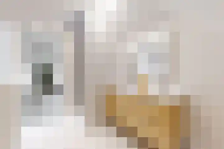 Zwemstraat 5 Fijnaart thumbnail 69