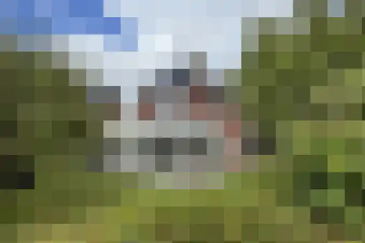 Zwemstraat 5 Fijnaart thumbnail 83