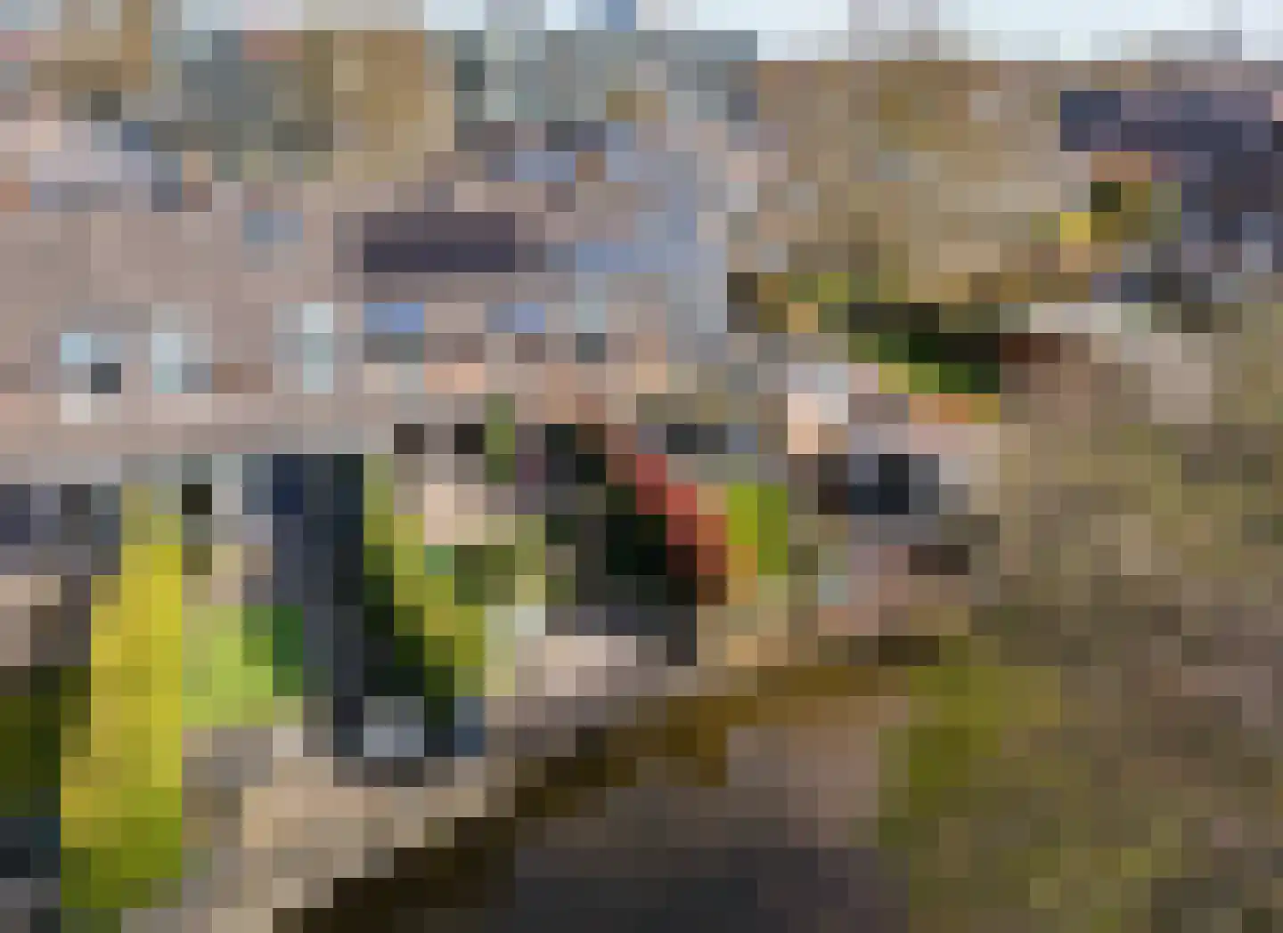 Zwenkgras 154 Leeuwarden thumbnail 57