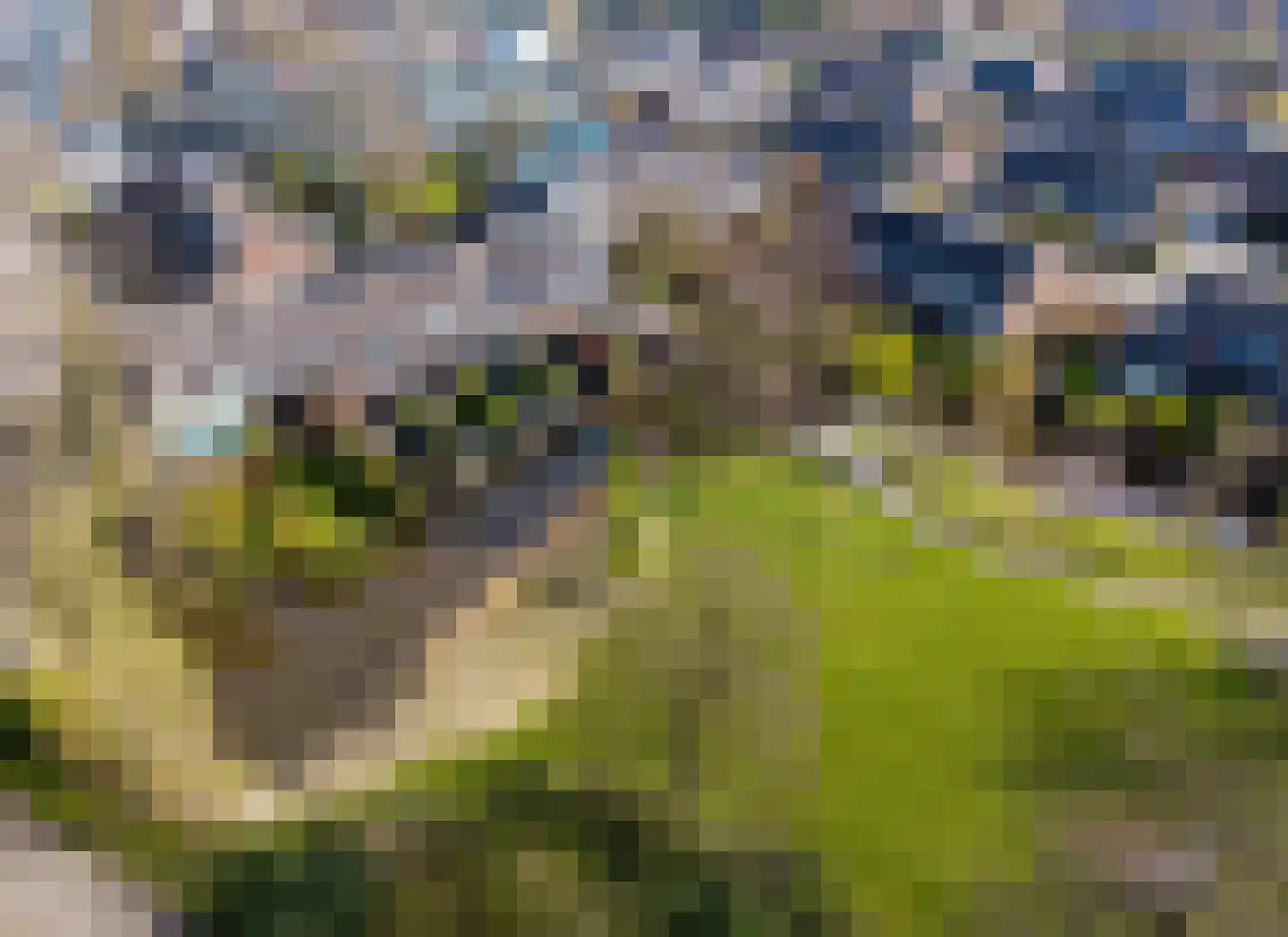 Zwenkgras 154 Leeuwarden thumbnail 60
