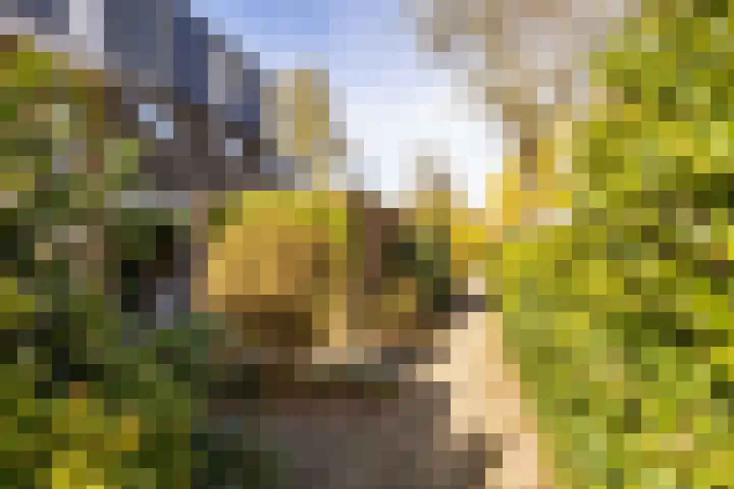 Zwenkgras 154 Leeuwarden thumbnail 7