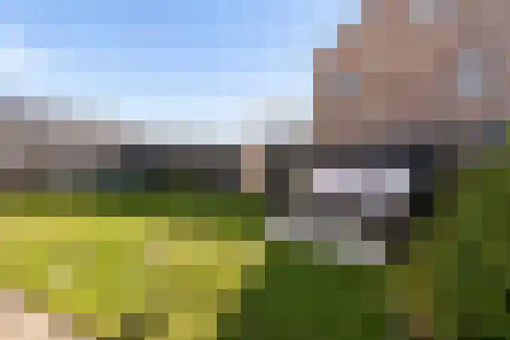 Zwenkgras 2 Lelystad thumbnail 48