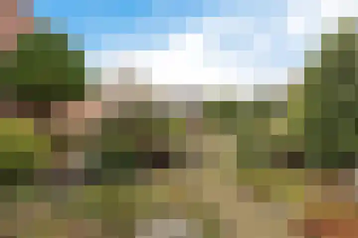Zwenkgras 22 Borne thumbnail 35