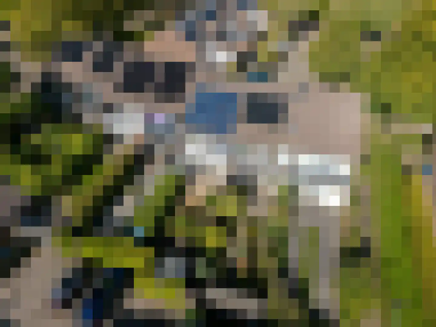 Zwenkgras 22 Leeuwarden thumbnail 63