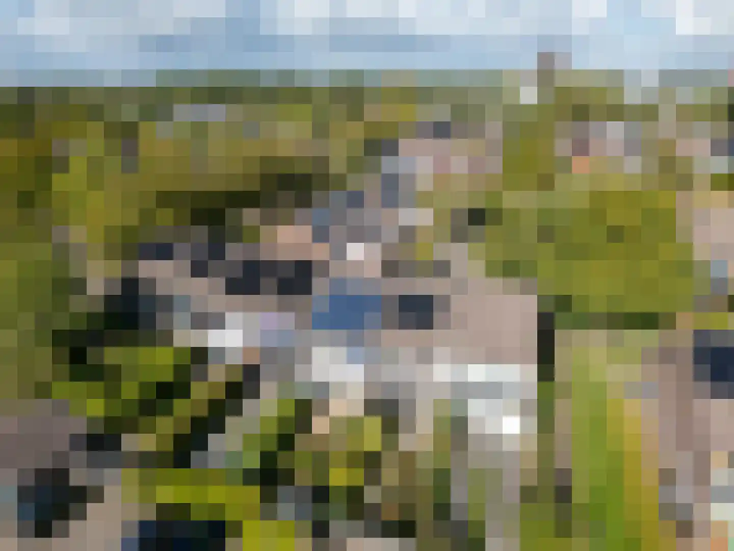 Zwenkgras 22 Leeuwarden thumbnail 64