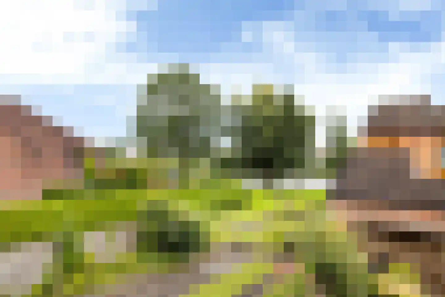 Zwenkgras 24 Leeuwarden thumbnail 4