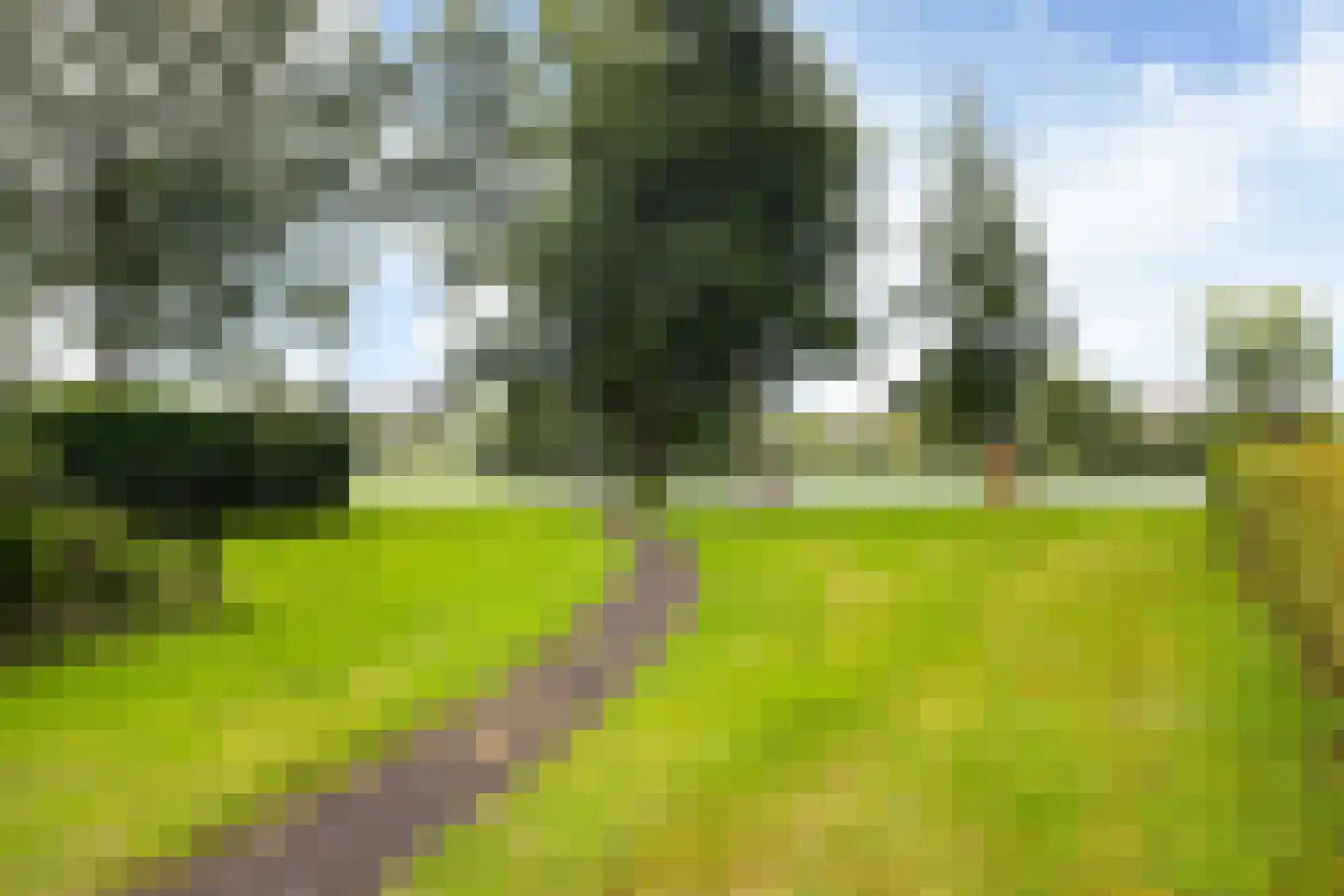 Zwenkgras 24 Leeuwarden thumbnail 44