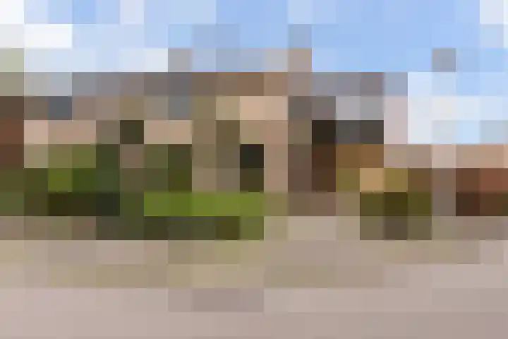 Zwenkgras 28 in Gouda