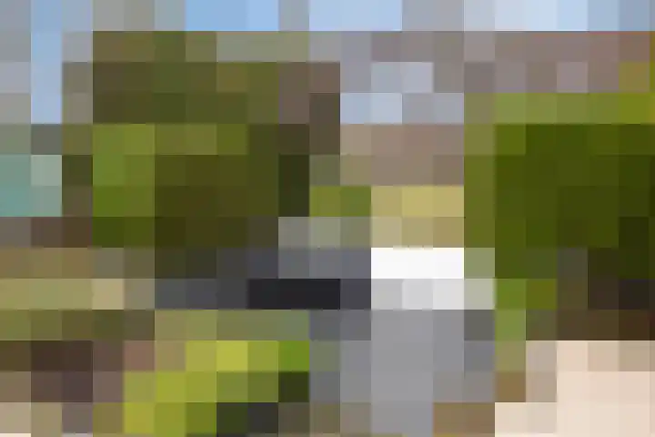 Zwenkgras 33 Gouda thumbnail 22