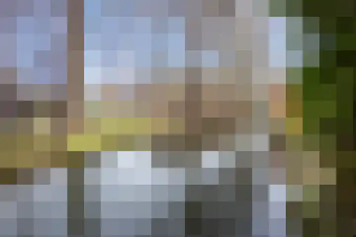 Zwenkgras 33 Gouda thumbnail 41