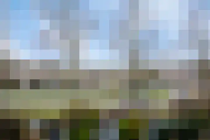 Zwenkgras 33 Gouda thumbnail 43