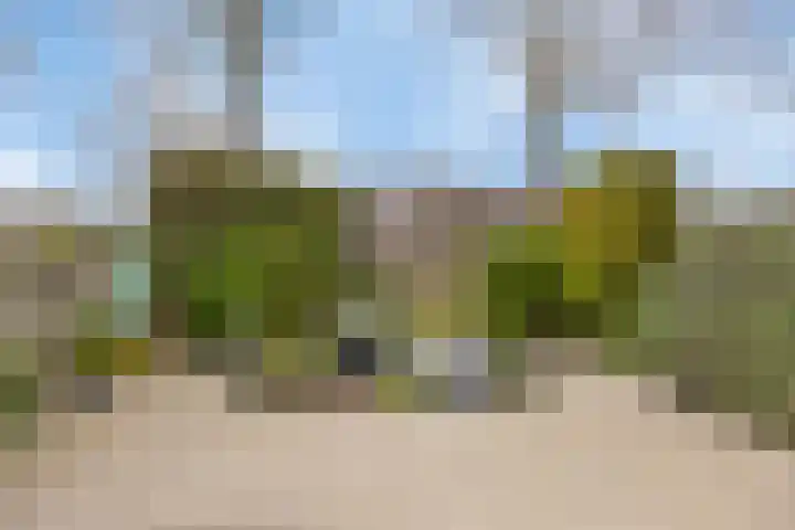 Zwenkgras 33 Gouda thumbnail 5