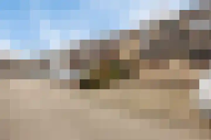 Zwenkgras 33 Gouda thumbnail 6
