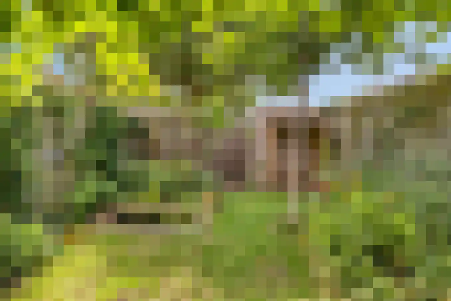 Zwenkgras 4 Malden thumbnail 30