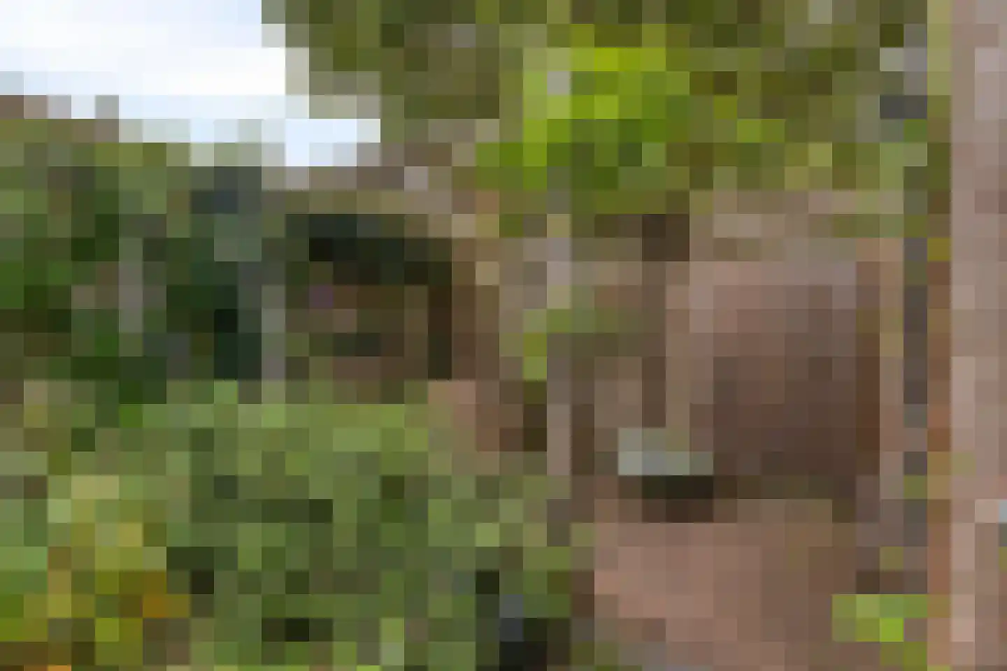 Zwenkgras 4 Malden thumbnail 31