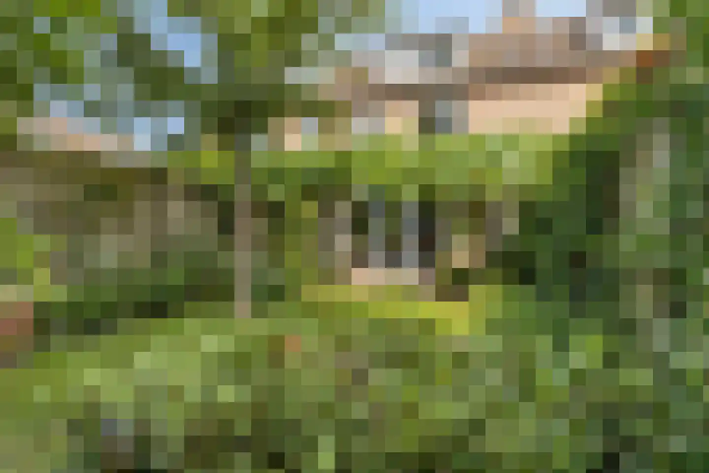 Zwenkgras 4 Malden thumbnail 33