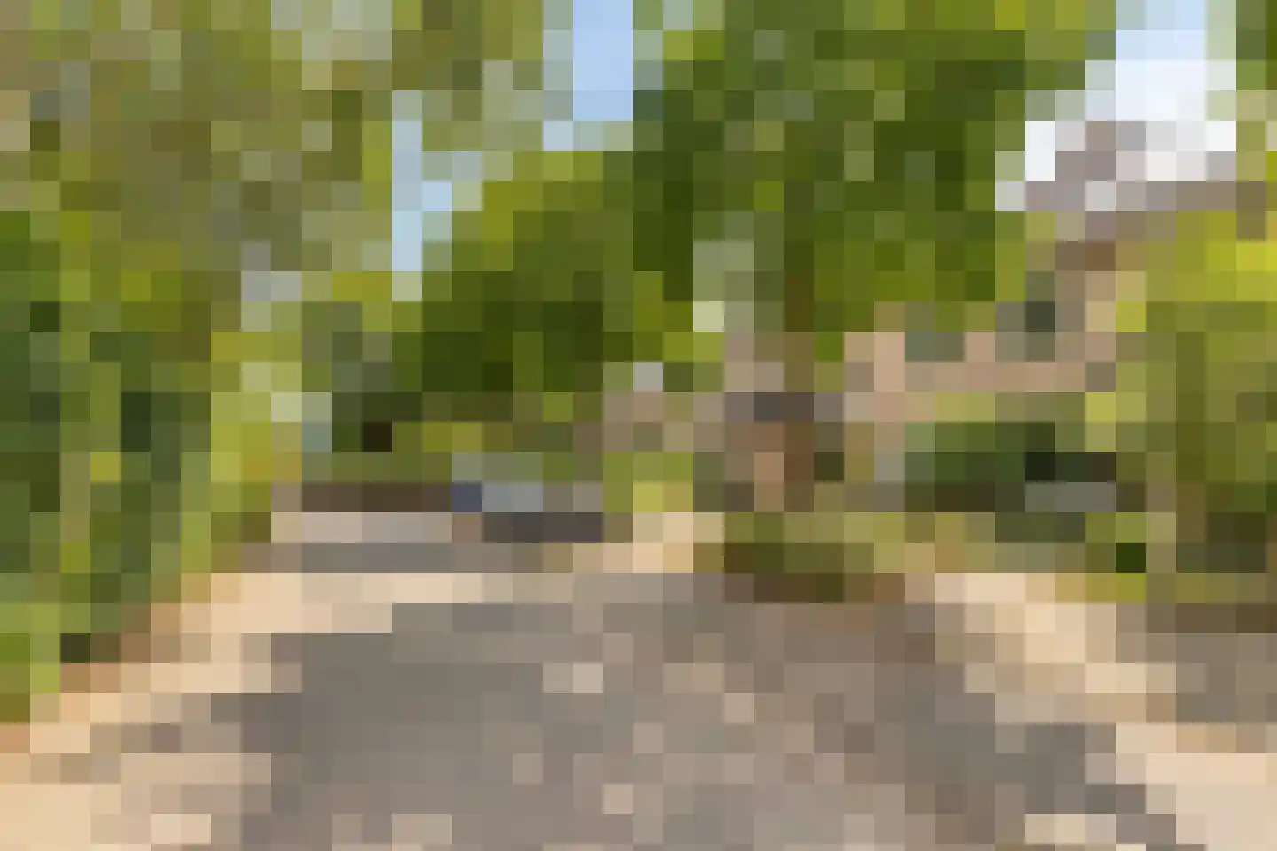 Zwenkgras 4 Malden thumbnail 36