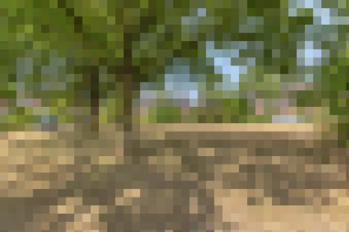 Zwenkgras 4 Malden thumbnail 39