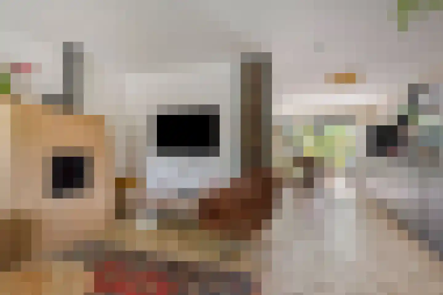 Zwenkgras 4 Malden thumbnail 5