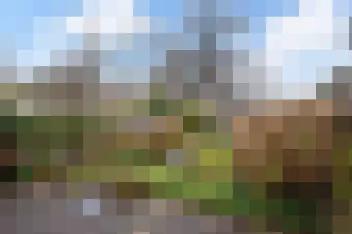 Zwenkgras 53 Gouda thumbnail 20