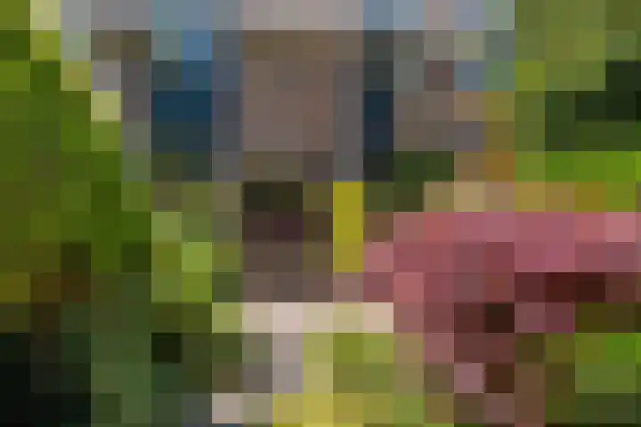 Zwenkgras 63 Leeuwarden thumbnail 52