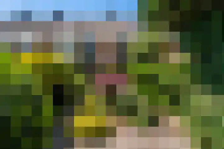 Zwenkgras 63 Leeuwarden thumbnail 53