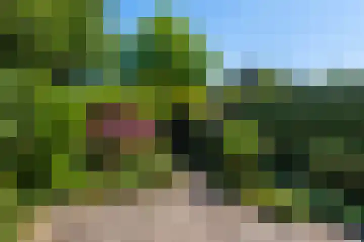 Zwenkgras 63 Leeuwarden thumbnail 55