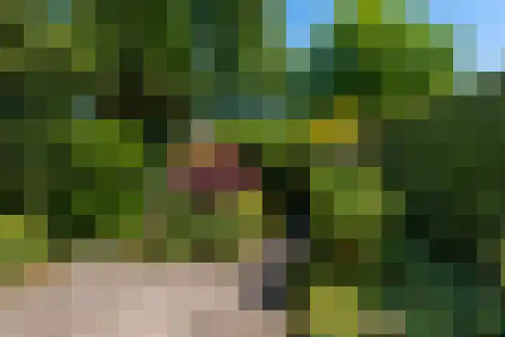 Zwenkgras 63 Leeuwarden thumbnail 56