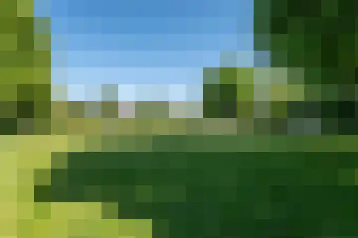 Zwenkgras 63 Leeuwarden thumbnail 58