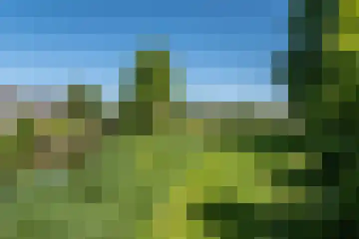 Zwenkgras 63 Leeuwarden thumbnail 59