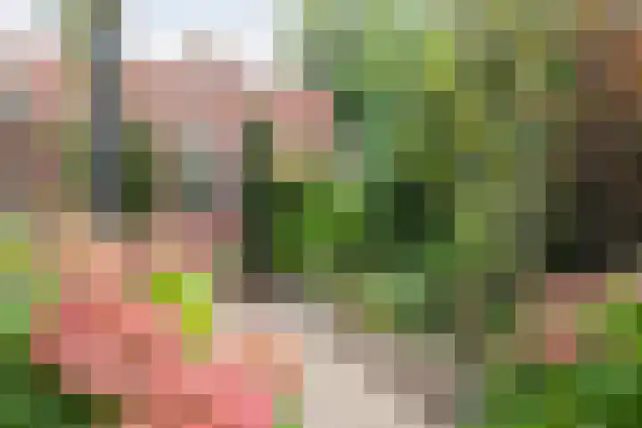 Zwerfheide 19 Grubbenvorst thumbnail 27