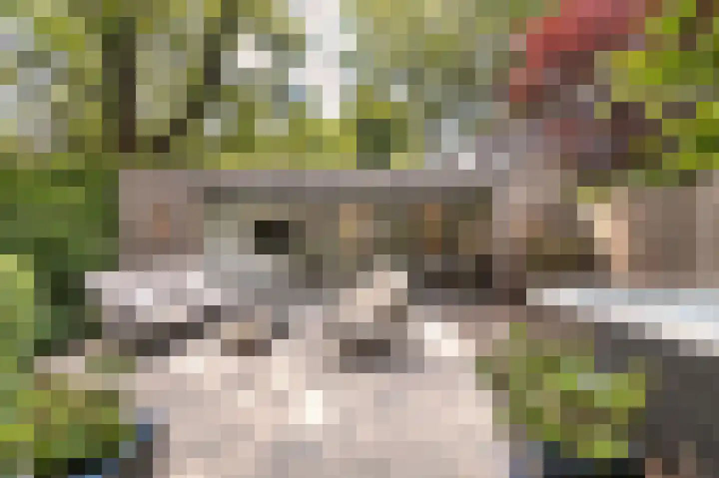 Zwerfkei 55 Malden thumbnail 44
