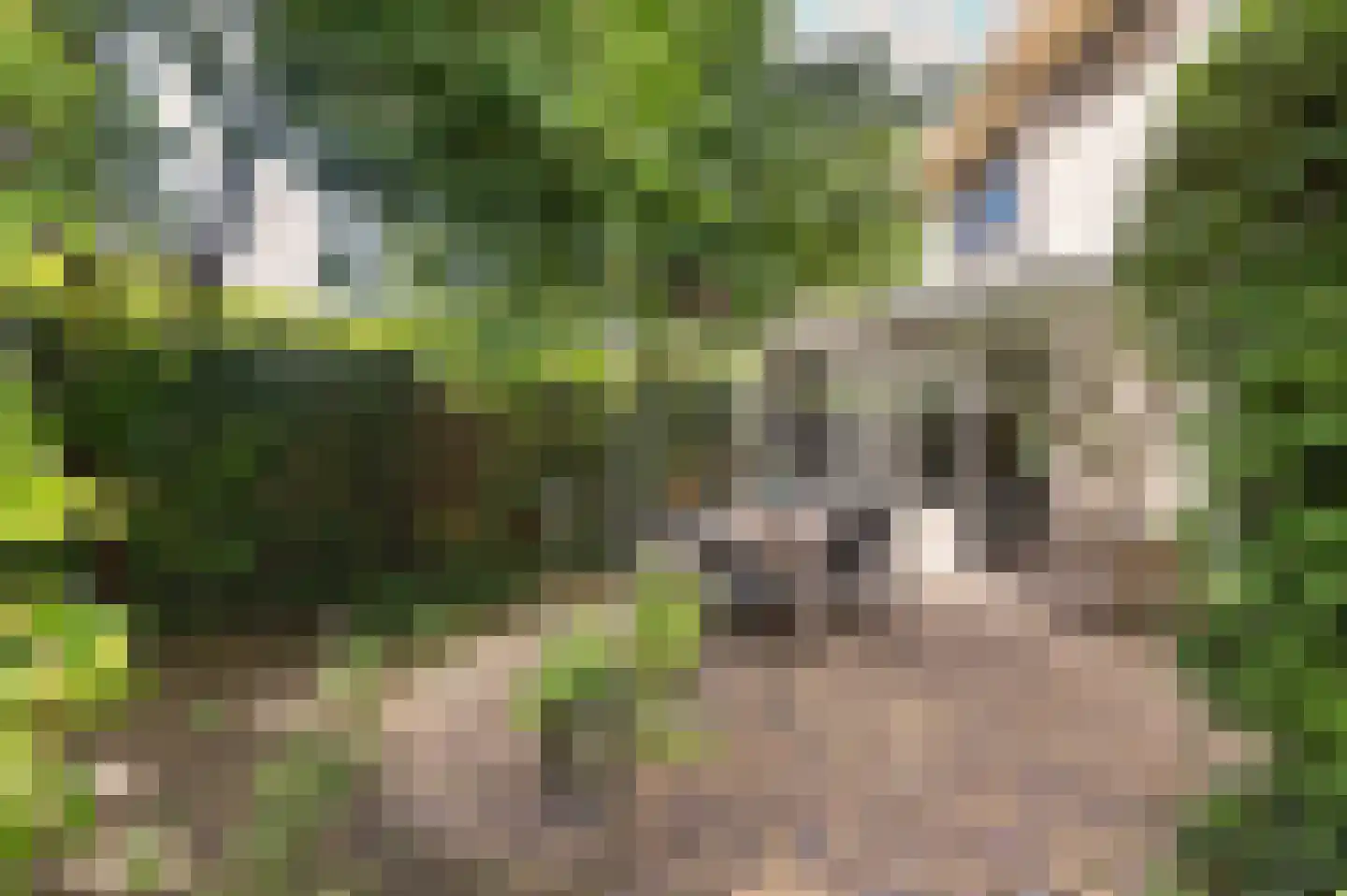 Zwerfkei 55 Malden thumbnail 65