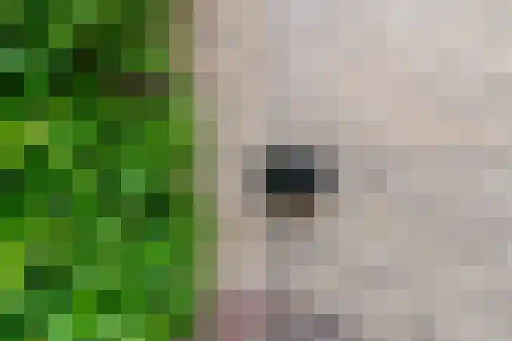 Zwette 20 Hekelingen thumbnail 48