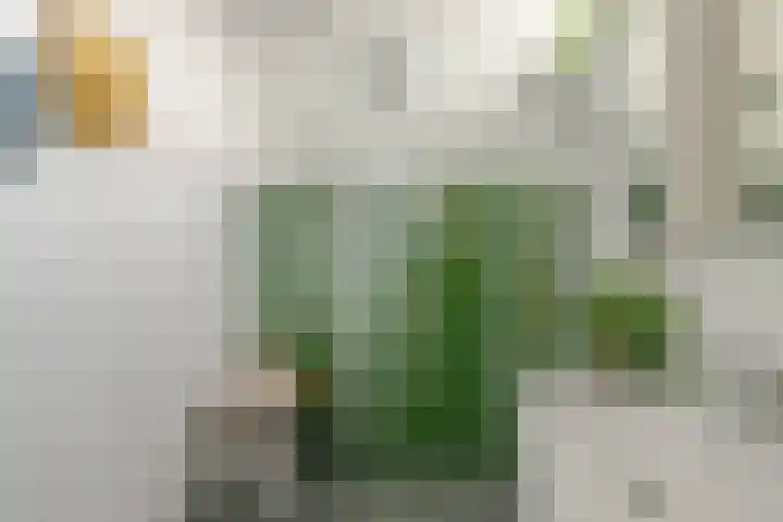 Zwijndrechtsestraat 32 Rotterdam thumbnail 4