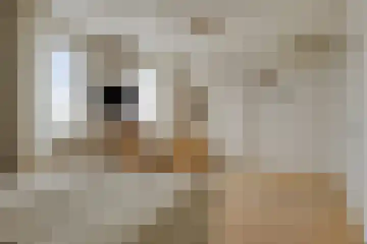 Zwijning 20 Ochten thumbnail 20