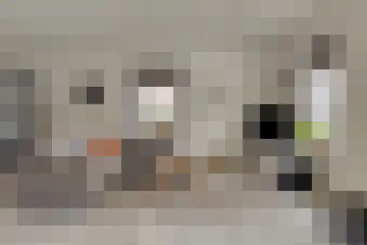 Zwijning 20 Ochten thumbnail 5