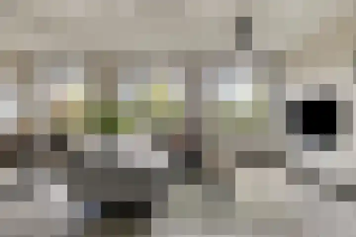 Zwijsenhof 54 Veghel thumbnail 7